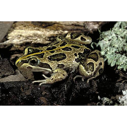 A Spotted Grass Frog with yellow stripe along its back.