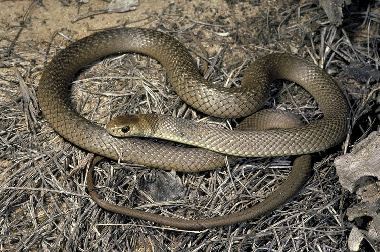 An Eastern Brown Snake coiled up on dry grass.