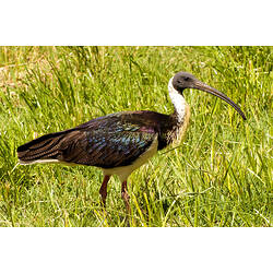 A Straw-necked Ibis standing in long green grass.
