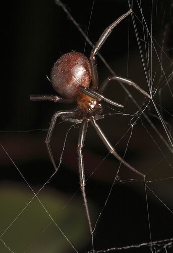 A Brown House Spider in its web.
