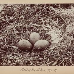 Photograph - Nest of Silver Gull (Larus novaehollandiae), Furneaux Group, Bass Strait, 1893
