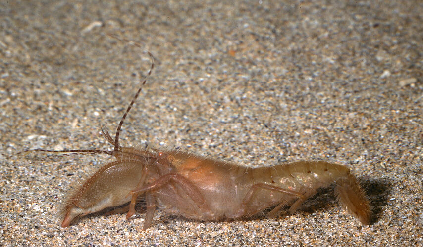 Hairy Snapping Shrimp on sand.