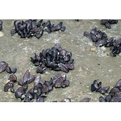 Groups of Beaked Mussels clumped together on a rocky shore.