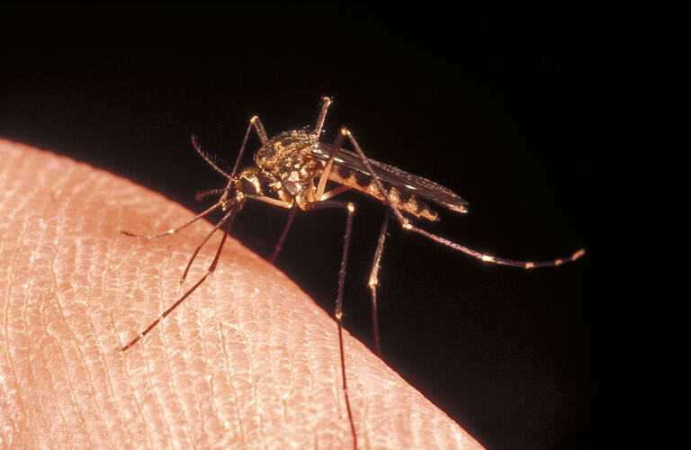 A Mosquito perched on the end of a human finger.