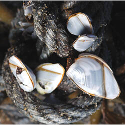 Goose Barnacles attached to wet rope.