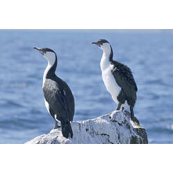 Two marine birds standing on rock.