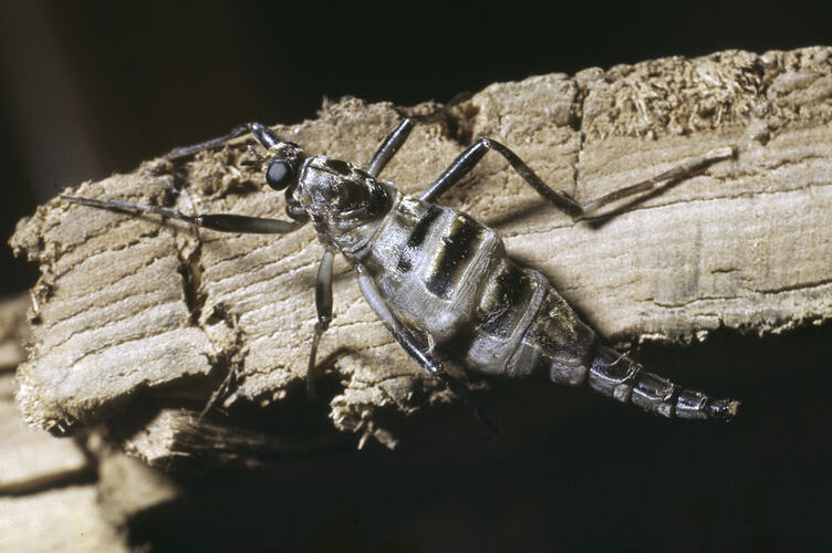 A Wingless Soldier Fly on a piece of bark.