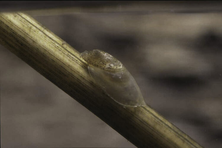 A Freshwater Limpet on a plant stem underwater.
