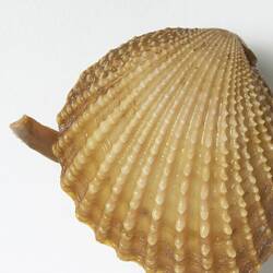 Common Brooch Shell