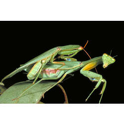 A pair of Green Praying Mantids mating on a green leaf, at night.
