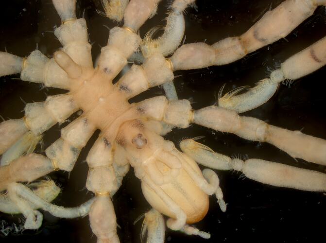 Close up of body of Sea Spider, Ammothea australiensis.