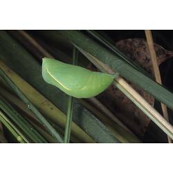 <em>Tisiphone abeona</em>, Varied Sword-grass Brown, pupa.