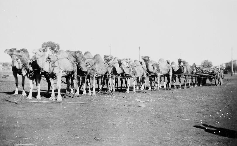 Camel team and wagon, Kalgoorlie, Western Australia, circa 1910