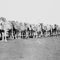 Negative - Camel Team & Wagon, Kalgoorlie, Western Australia, circa 1910