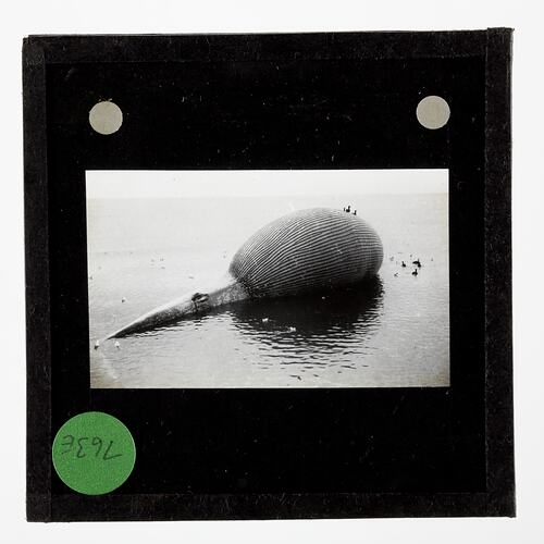 Lantern Slide - A Dead Whale Blown Up With Its Own Gas, BANZARE Voyage 2, Antarctica, 1930-1931