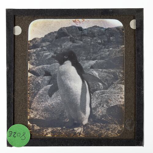 Lantern Slide - Adelie Penguin, Cape Denison, BANZARE Voyage 2, Antarctica, 1930-1931