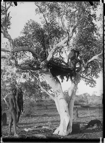 Tree grave, Tennant Creek, Central Australia, 1901