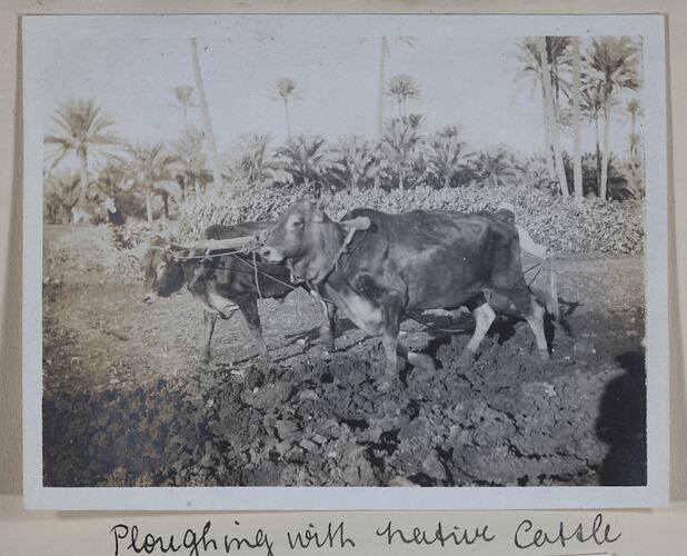 'Native Cattle', Egypt, Captain Edward Albert McKenna, World War I, 1914-1915