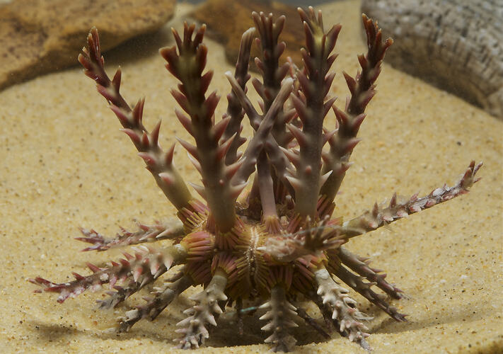 Thorny Sea Urchin on sandy sea bed.