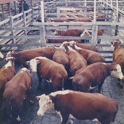 Digital Photograph - Cattle in Pens, Newmarket Saleyards, Newmarket, 1987