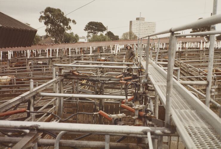 Live Weight Scales, Newmarket Saleyards, Sept 1985