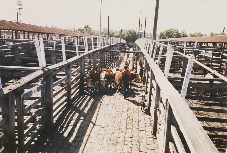 Cattle Sales, Newmarket Saleyards, 1 April 1987