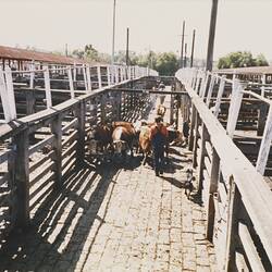Digital Photograph - Cattle Sales, Newmarket Saleyards, Newmarket, 1 Apr 1987