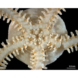 Detail of dry brittle star specimen's ventral disc.