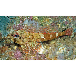 Colourful dragonet on reef.