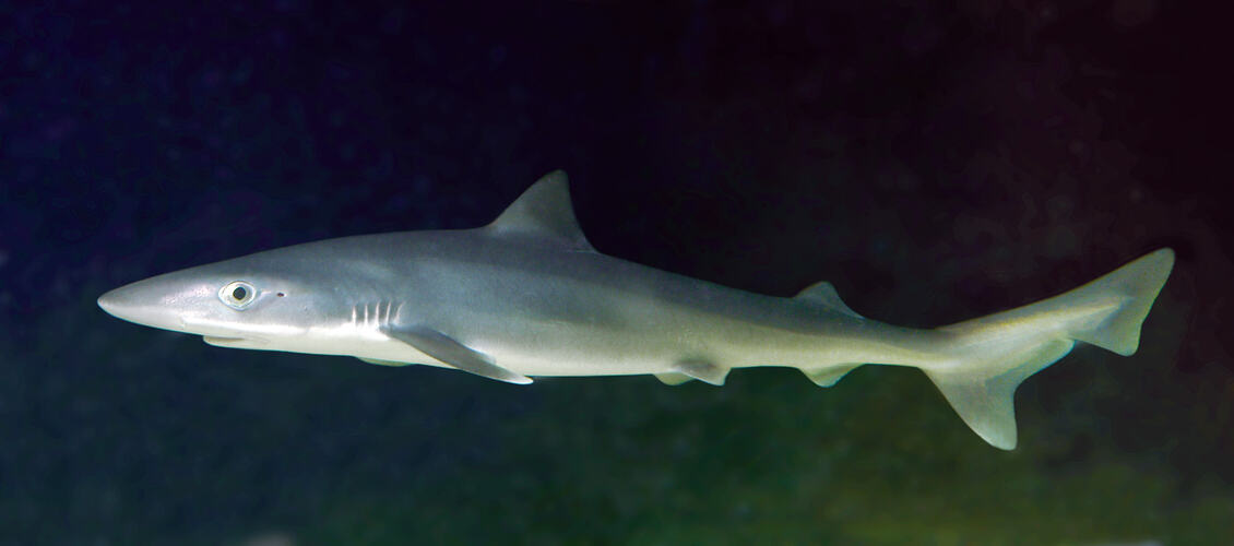 Side view of shark.