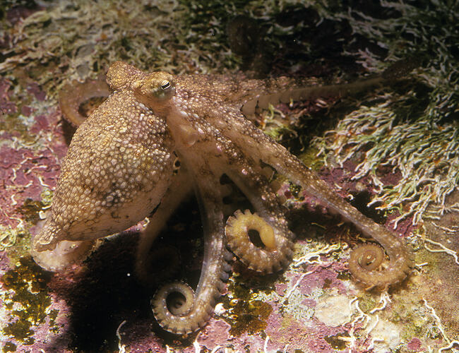 Club Pygmy Octopus on a reef