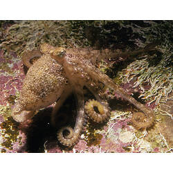 <em>Octopus warringa</em> Stranks, 1990, Club Pygmy Octopus
