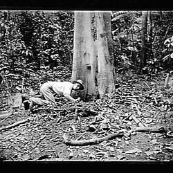 Glass Negative - Man Digging Up Megapode Eggs, by A.J. Campbell, Queensland, circa 1915