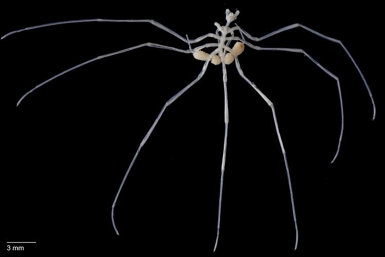 Sea spider, <em>Nymphon molleri</em>.