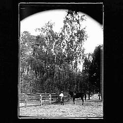 Glass Negative - Man & Horse, by A.J. Campbell, Echuca, Victoria, circa 1900