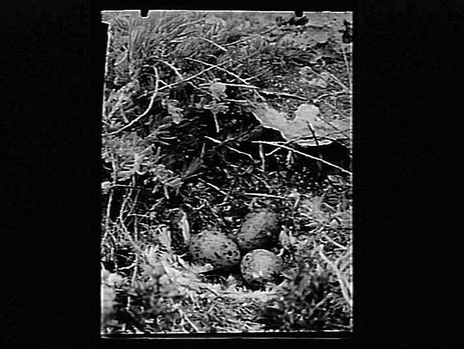 Negative - Glass