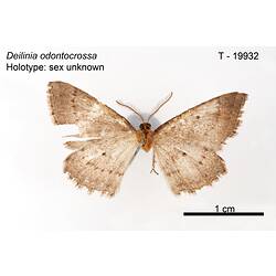 Moth specimen, ventral view.