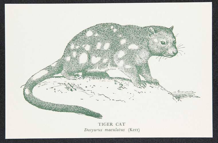 Postcard - Tiger Cat, National Museum Victoria, crica 1950