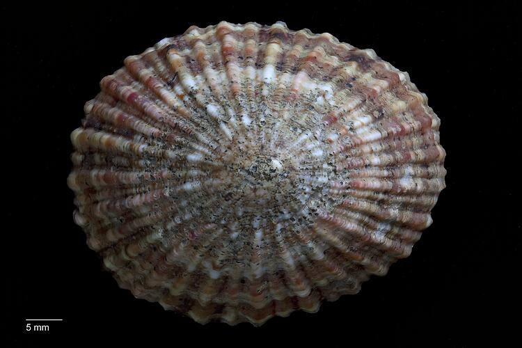Dorsal view of brown and cream limpet shell.