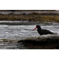 A Sooty Oystercatcher standing next to a rock, looking into the water.