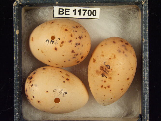 Three bird eggs with specimen label in box.