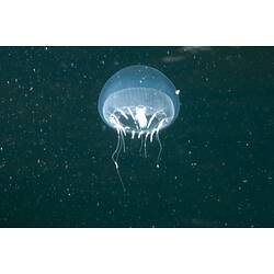 <em>Aequorea</em>, jellyfish. Popes Eye, Port Phillip, Victoria.