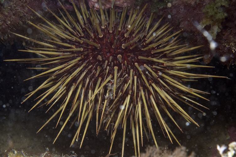 <em>Heliocidaris erythrogramma</em>, Sea Urchin. Ricketts Point, Port Phillip, Victoria.