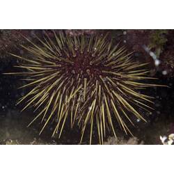 <em>Heliocidaris erythrogramma</em>, Sea Urchin. Ricketts Point, Port Phillip, Victoria.