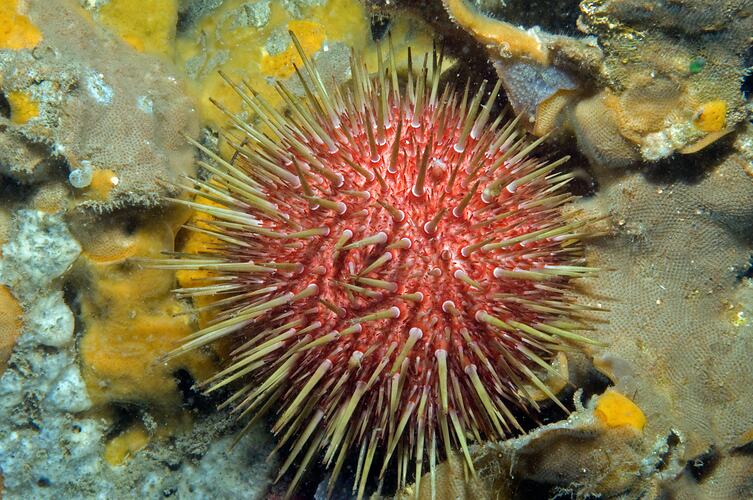 Red urchin with yellow spines.