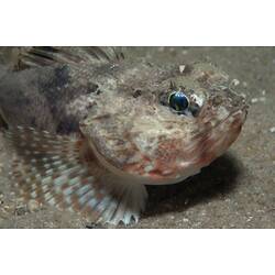<em>Maxillicosta scabriceps</em>, Little Gurnard Perch. St Leonard's Jetty, Port Phillip, Victoria.