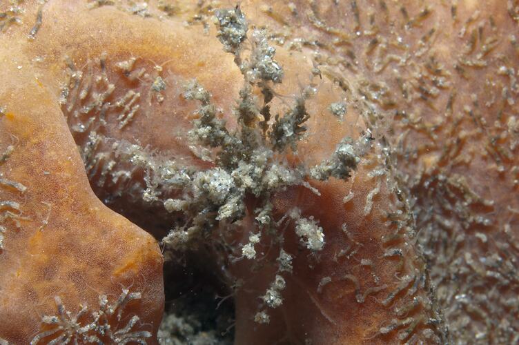 Class Pycnogonid, sea spider. Port Phillip, Victoria.