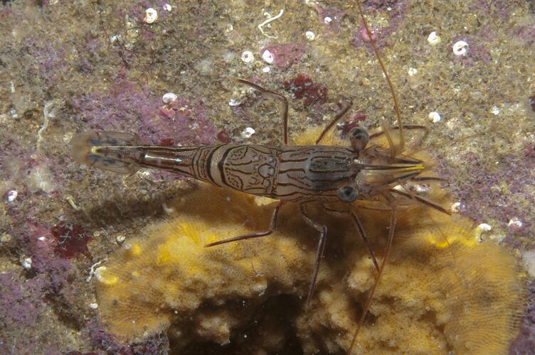 <em>Rhynchocinetes australis</em>, Hinge-beak Shrimp. Portsea Pier, Port Phillip, Victoria.