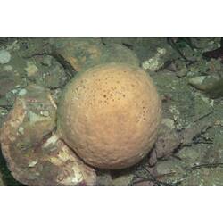 Pale spherical sponge on seabed.