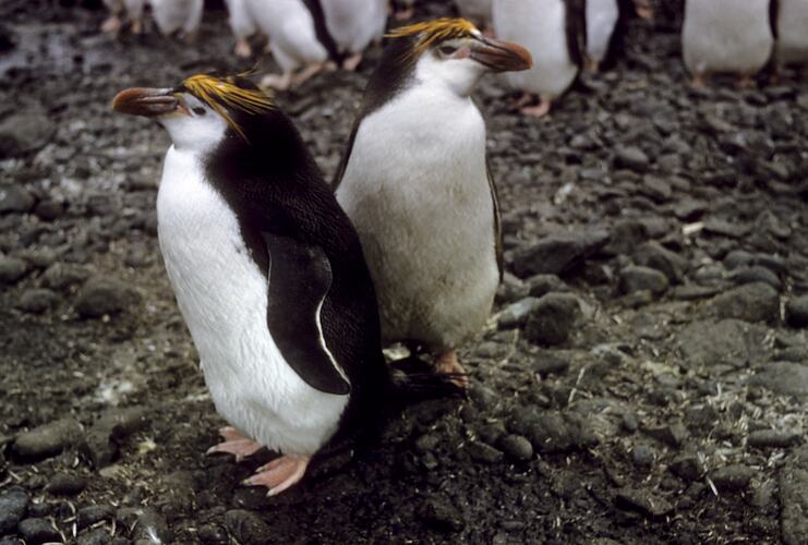 Macaroni Penguins, Macquarie Island, Tasmania, Dec 1959